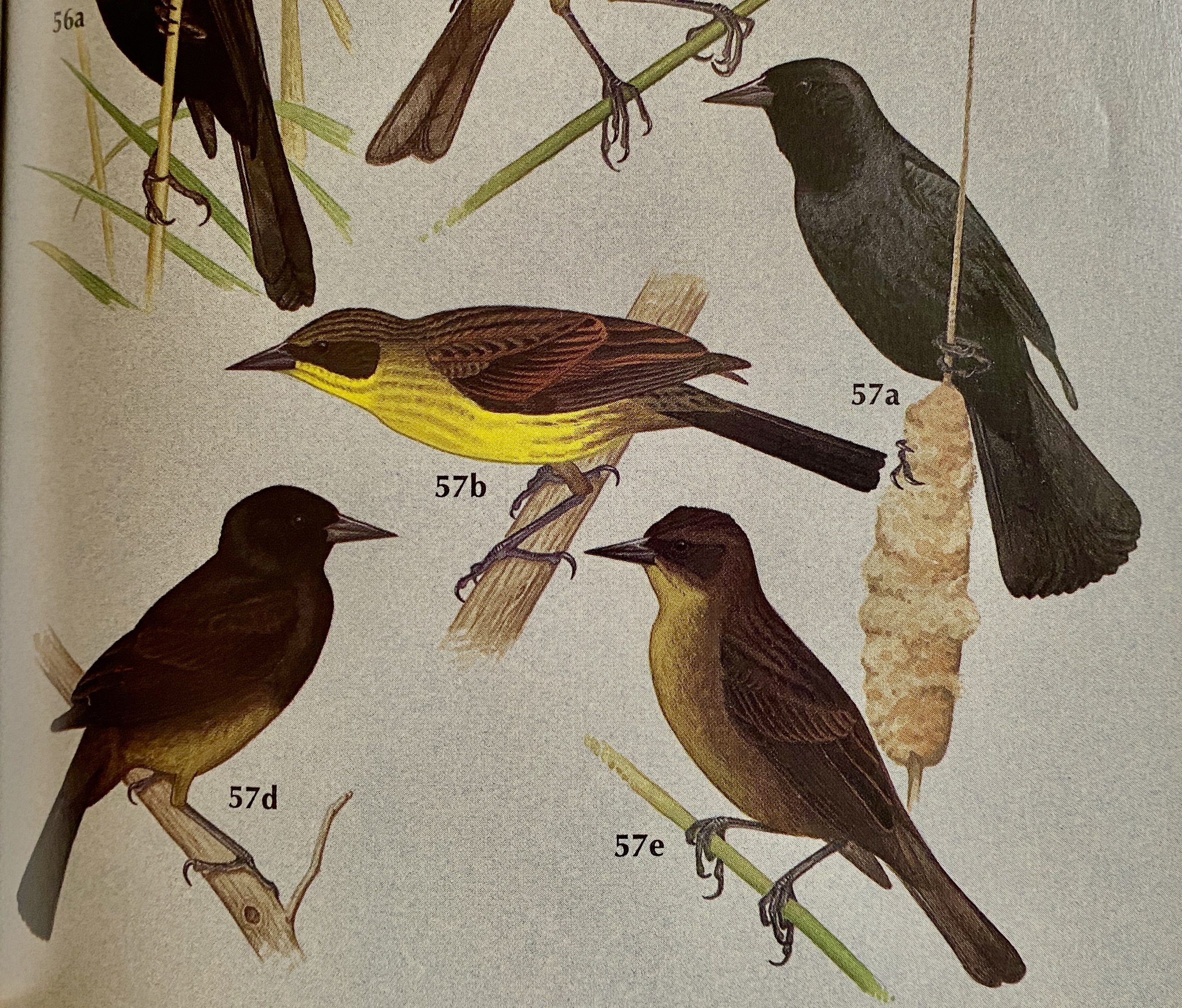 A drawing of birds
Description automatically generated with low confidence