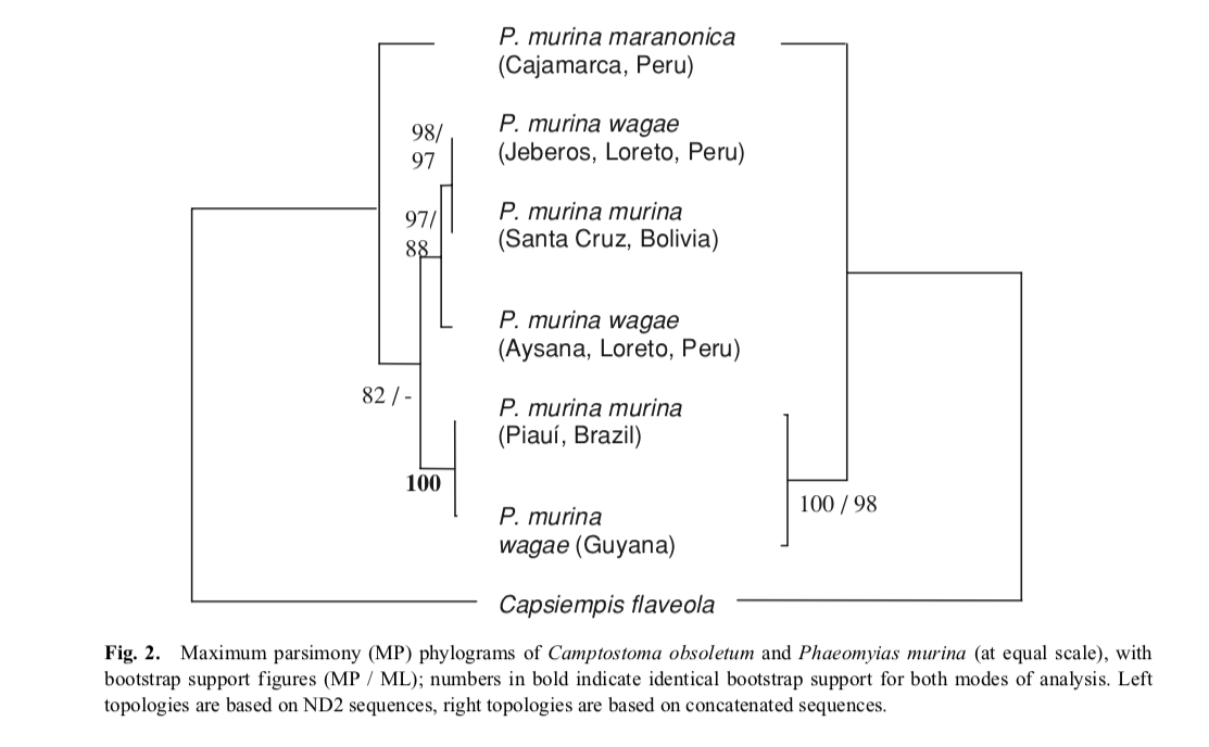 Pajarografo Sólido:Users:javierareta:Downloads:Rheindt Phaeomyias.png