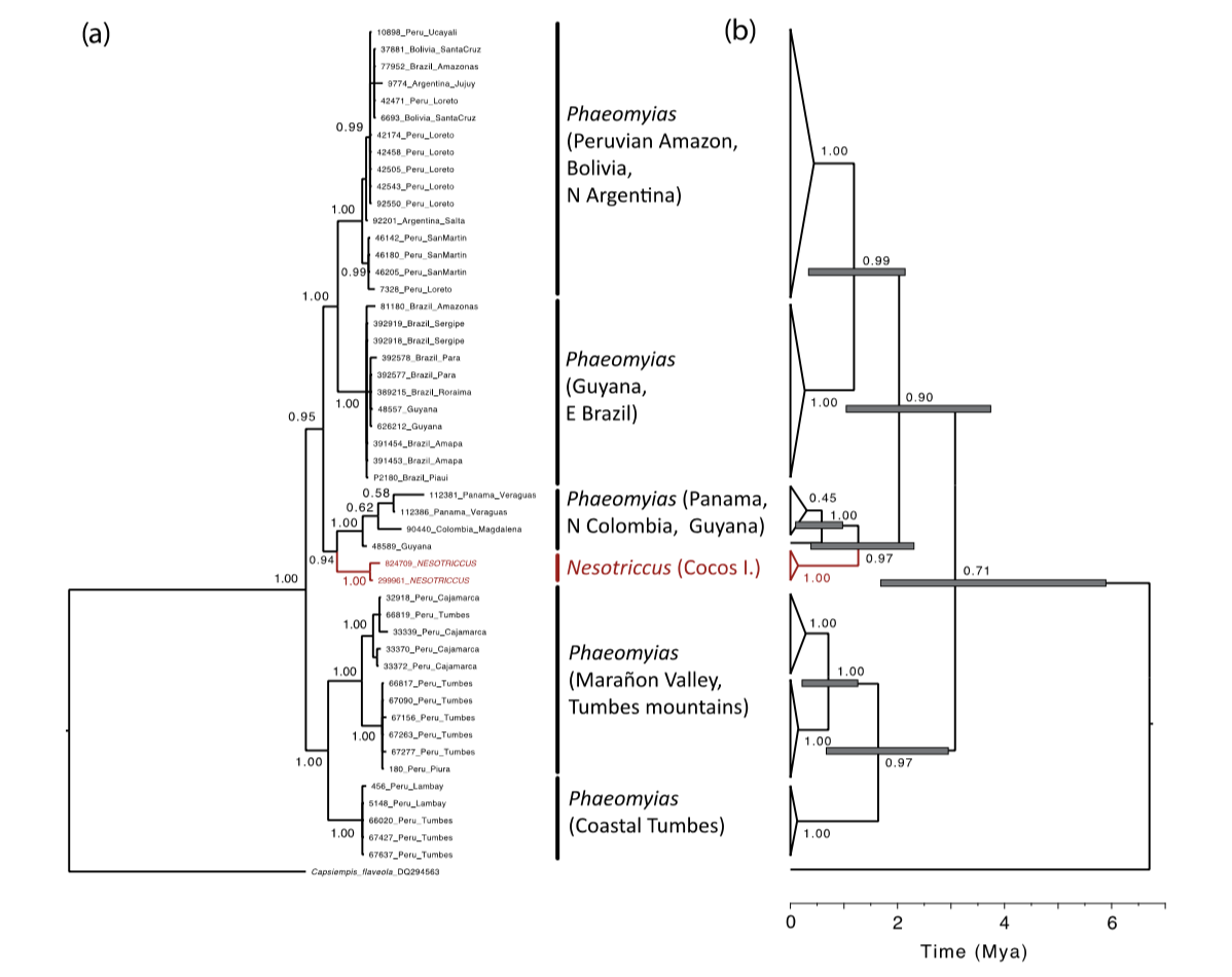 Pajarografo Sólido:Users:javierareta:Downloads:Zucker Phaeomyias.png