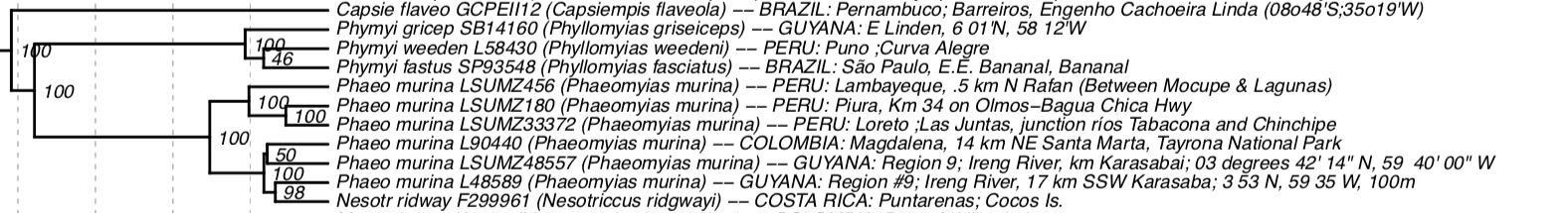 Pajarografo Sólido:Users:javierareta:Downloads:Harvey Phaeomyias.png