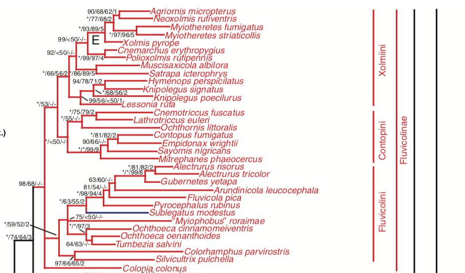 Pajarografo Sólido:Users:javierareta:Downloads:Tello Ochthoeca.png