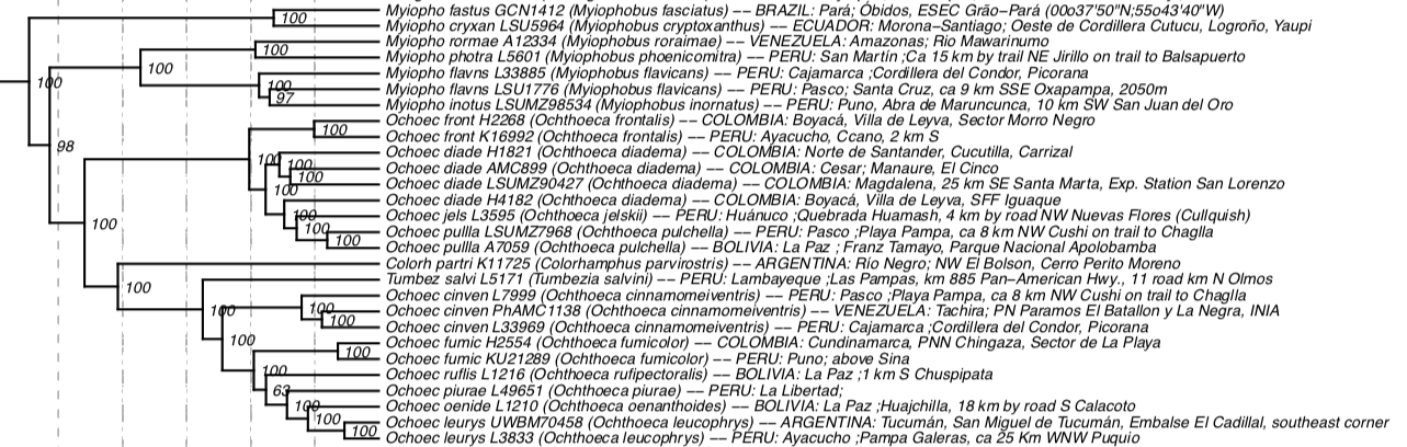 Pajarografo Sólido:Users:javierareta:Downloads:Harvey et al Ochthoeca.png