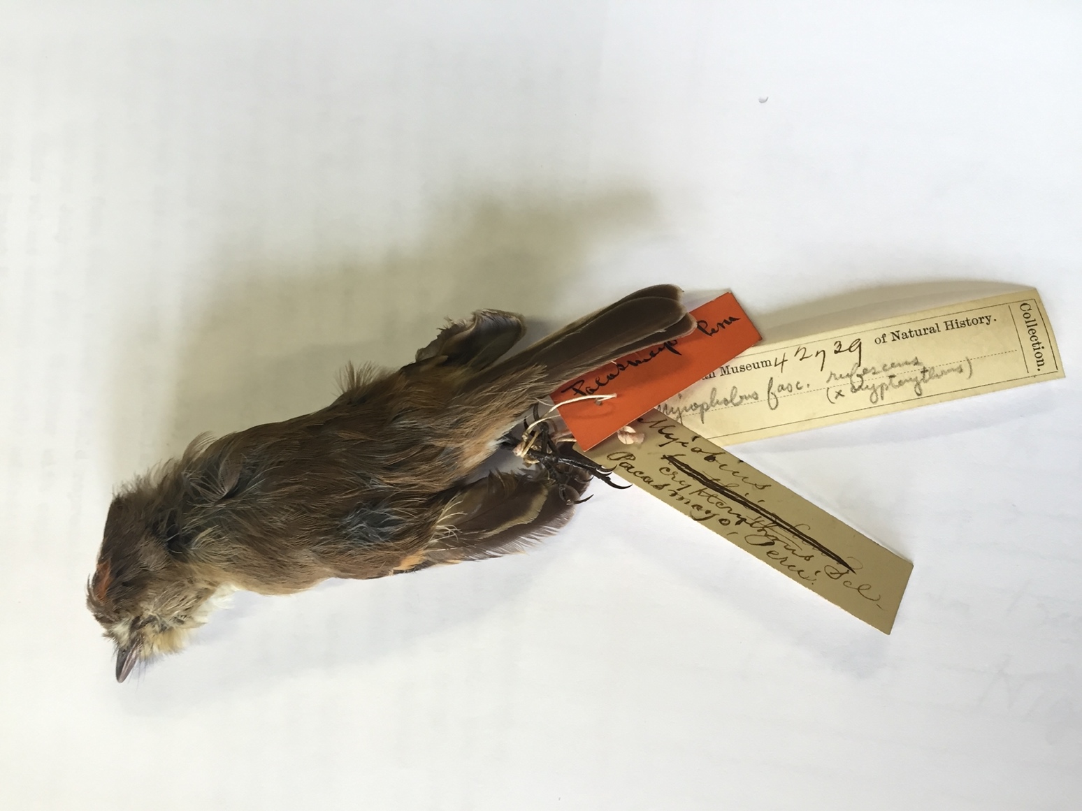 Pajarografo Sólido:Users:javierareta:Downloads:Myiophobus rufescens 1.JPG