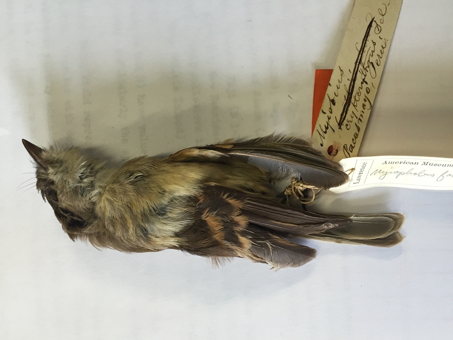 Pajarografo Sólido:Users:javierareta:Downloads:Myiophobus rufescens 2.JPG