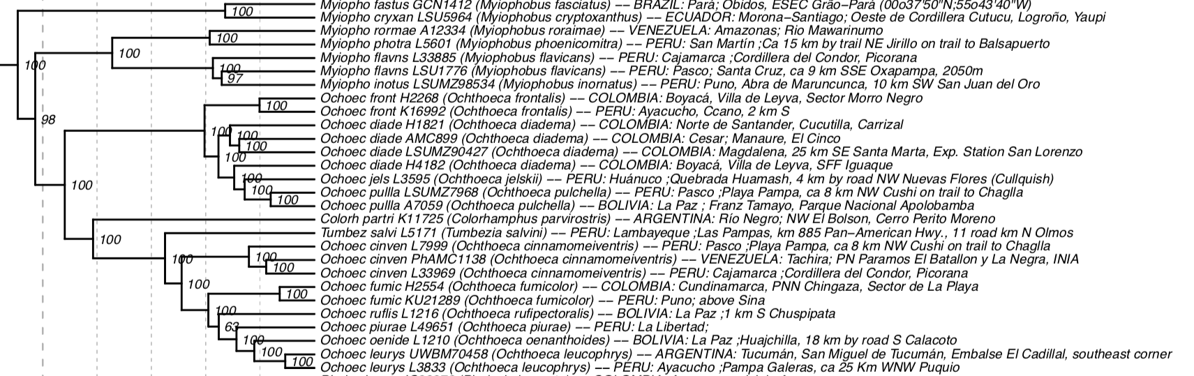 Pajarografo Sólido:Users:javierareta:Downloads:Harvey 2020 Myiophobus.png