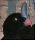 Pauxi unicornis SC Zoo