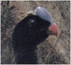 Pauxi unicornis koepckeae 2006g head