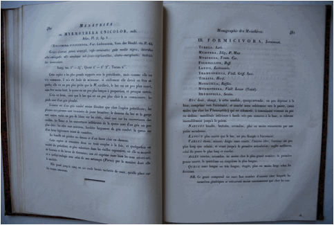 Macintosh HD:Users:JVRemsen:Desktop:Ménétriés description of M. unicolor from Rio de Janeiro.JPG