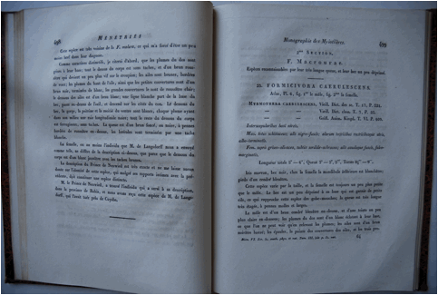 Macintosh HD:Users:JVRemsen:Desktop:Description of Cercomacra caerulescens from Rio de Janeiro.JPG