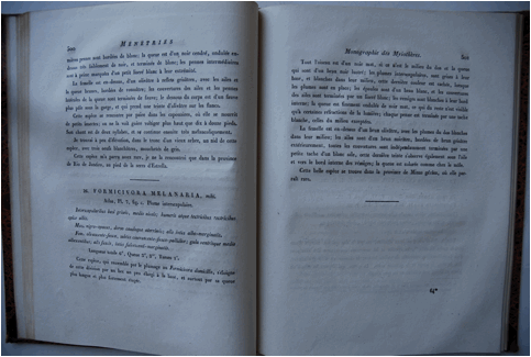 Macintosh HD:Users:JVRemsen:Desktop:C. caerulescens second part.JPG