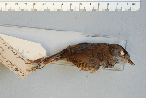 Scytalopus undulatus