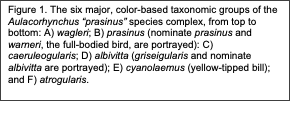 Text Box: Figure 1. The six major, color-based taxonomic groups of the Aulacorhynchus “prasinus” species complex, from top to bottom: A) wagleri; B) prasinus (nominate prasinus and warneri, the full-bodied bird, are portrayed): C) caeruleogularis; D) albivitta (griseigularis and nominate albivitta are portrayed); E) cyanolaemus (yellow-tipped bill); and F) atrogularis.