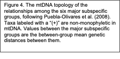 Text Box: Figure 4. The mtDNA topology of the relationships among the six major subspecific groups, following Puebla-Olivares et al. (2008). Taxa labeled with a “(+)” are non-monophyletic in mtDNA. Values between the major subspecific groups are the between-group mean genetic distances between them.

