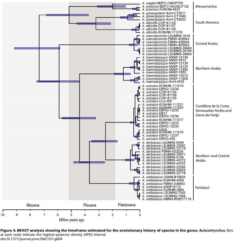 Bonaccorso and Guayasamin 2013 PLoS ONE Aulacorhynchus systematics and the origin of Pantepui montane biotas-7