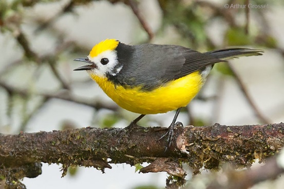 Golden-fronted Redstart - Myioborus ornatus | Arthur Grosset | Flickr