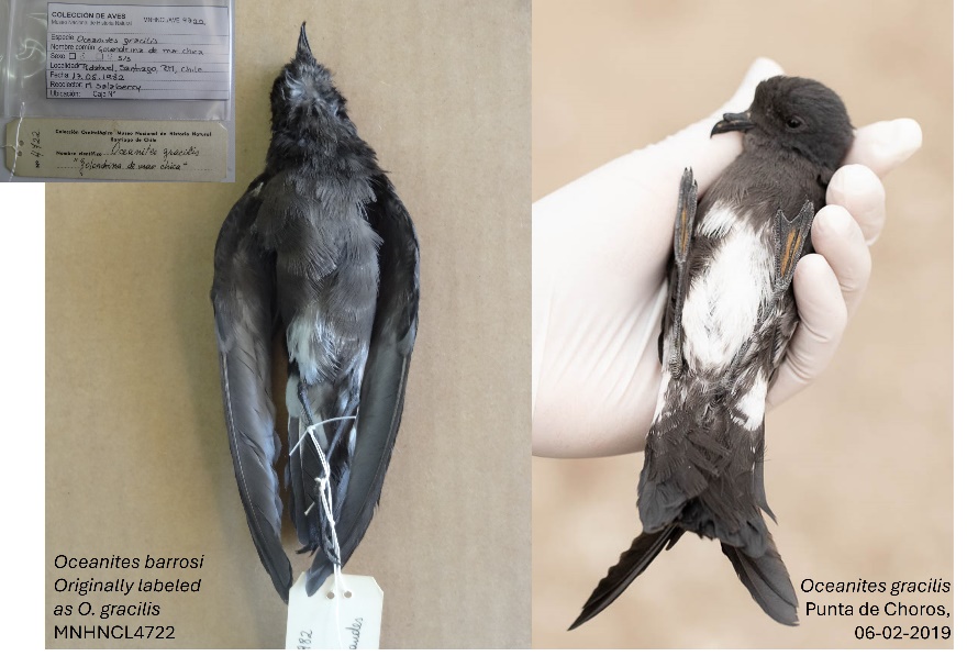 Imagen que contiene animal, interior, pájaro, ave
Descripción generada automáticamente