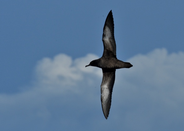 A bird flying in the sky
AI-generated content may be incorrect.