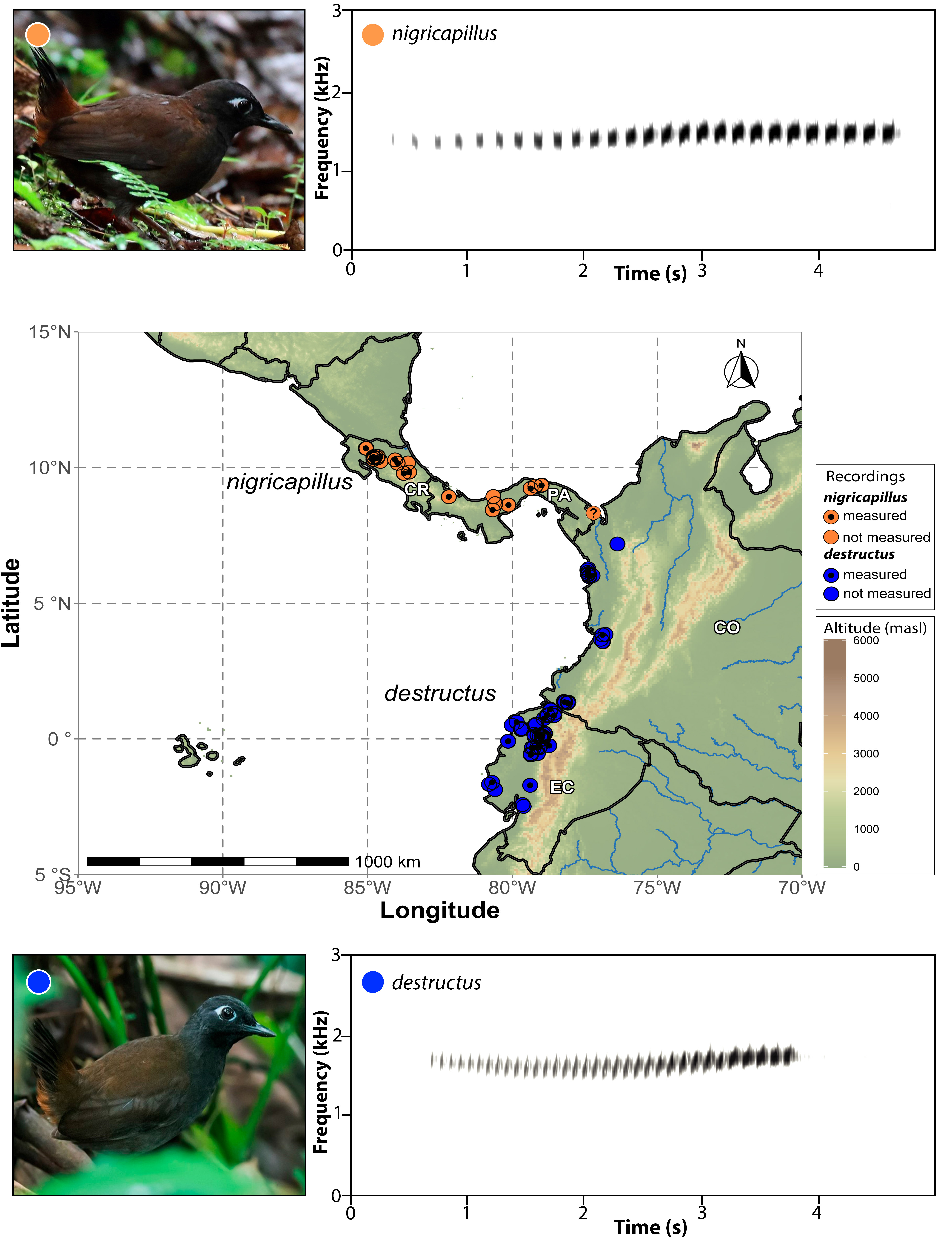 Pajarografo Sólido:NACHO:Enviados:5-Formicarius destructus y F. hoffmanni:0-Formicarius destructus enviado:0-Reviewed version 15 Nov 2024+20 Jan 2025:Figures corrected for submission after review (chequear):Figure_1 22 Nov 2024 Cuchilla del Lago uncertain 1.jpg