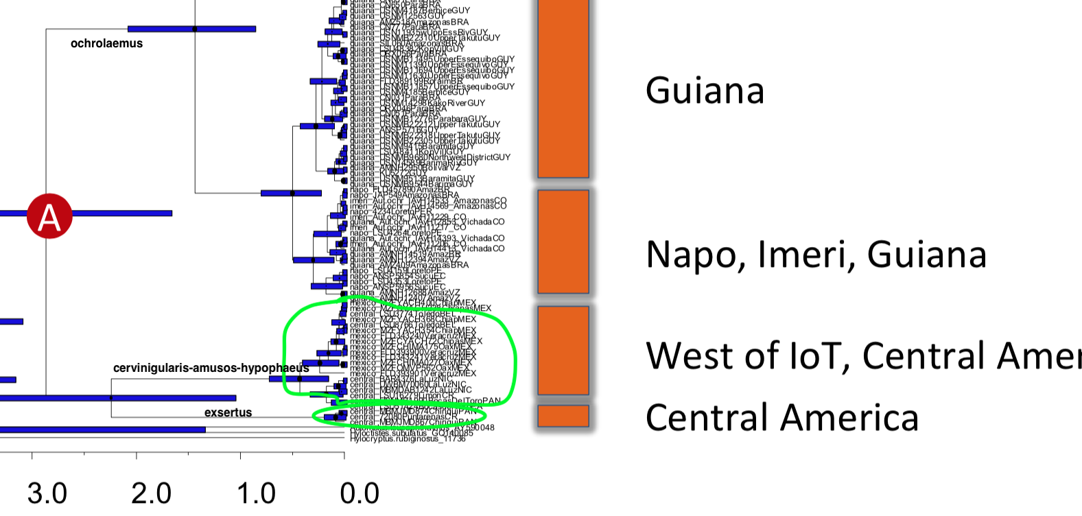 Pajarografo Sólido:Users:javierareta:Downloads:ochrolaemus trees.png