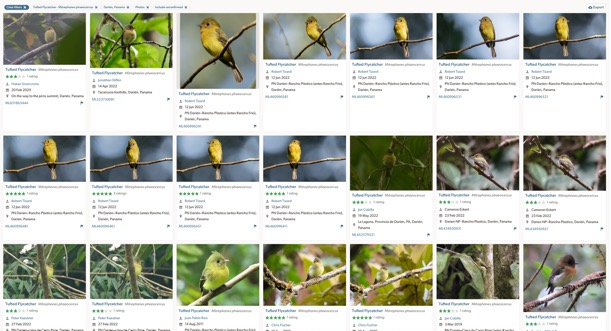 A screenshot of a bird on a tree branch
AI-generated content may be incorrect.