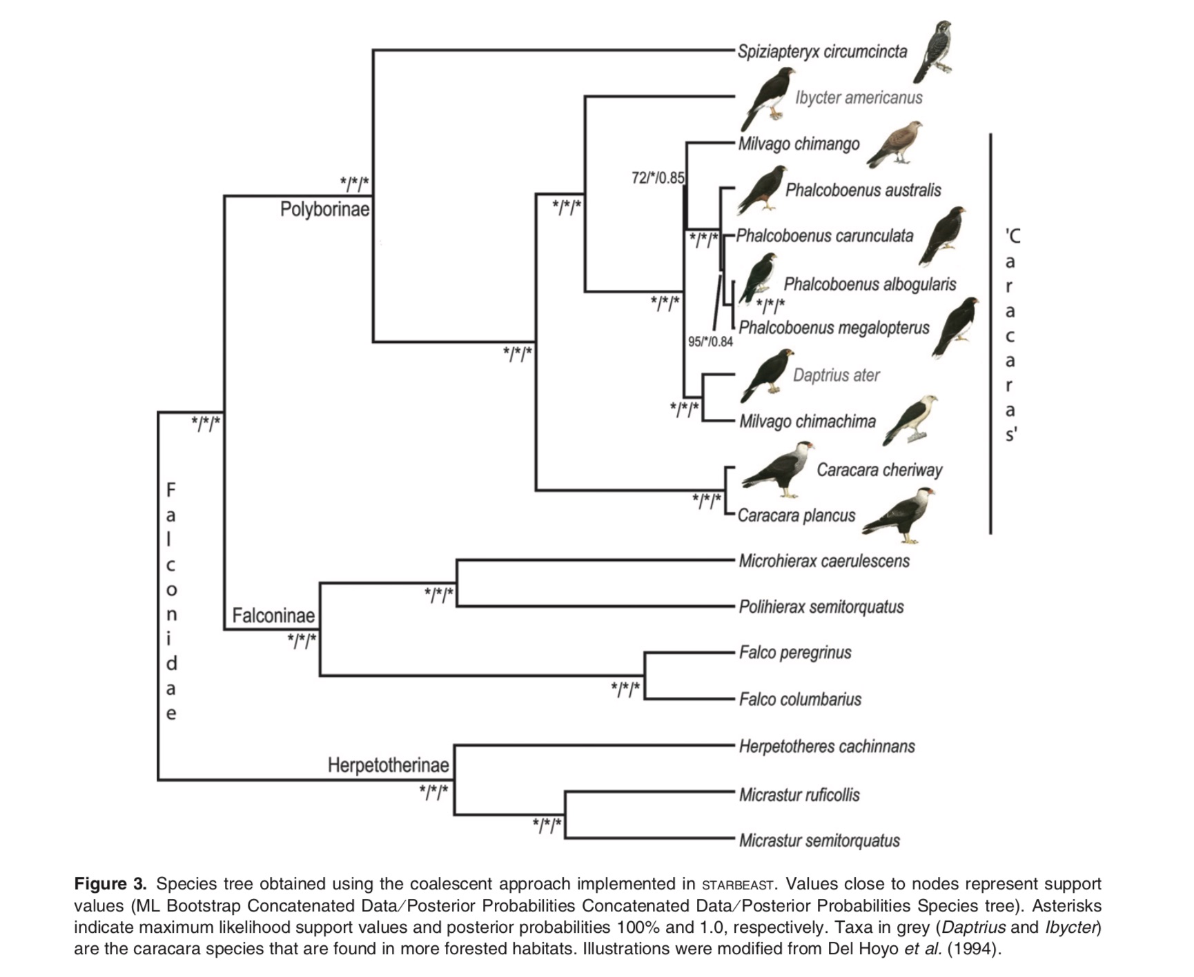 Pajarografo Sólido:Users:javierareta:Downloads:Fuchs et al 2012 Figure 3.jpg