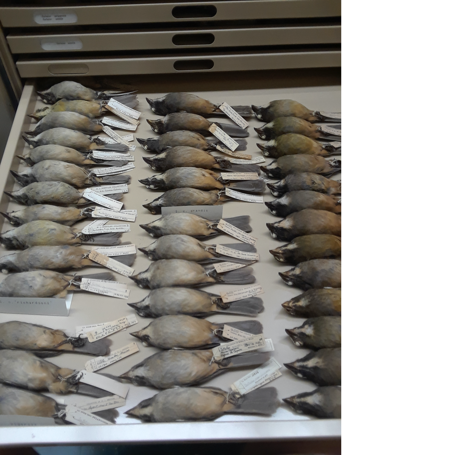 A picture containing indoor, lots, row, rack
Description automatically generated