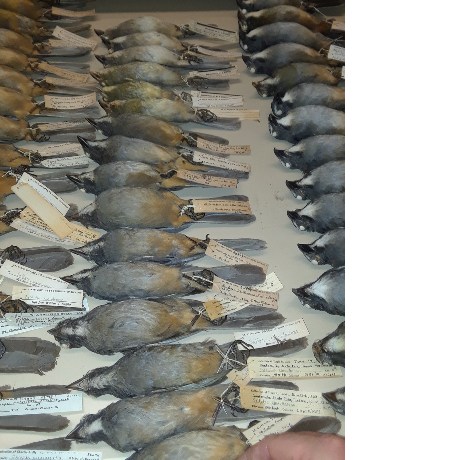 A large group of birds
Description automatically generated with low confidence