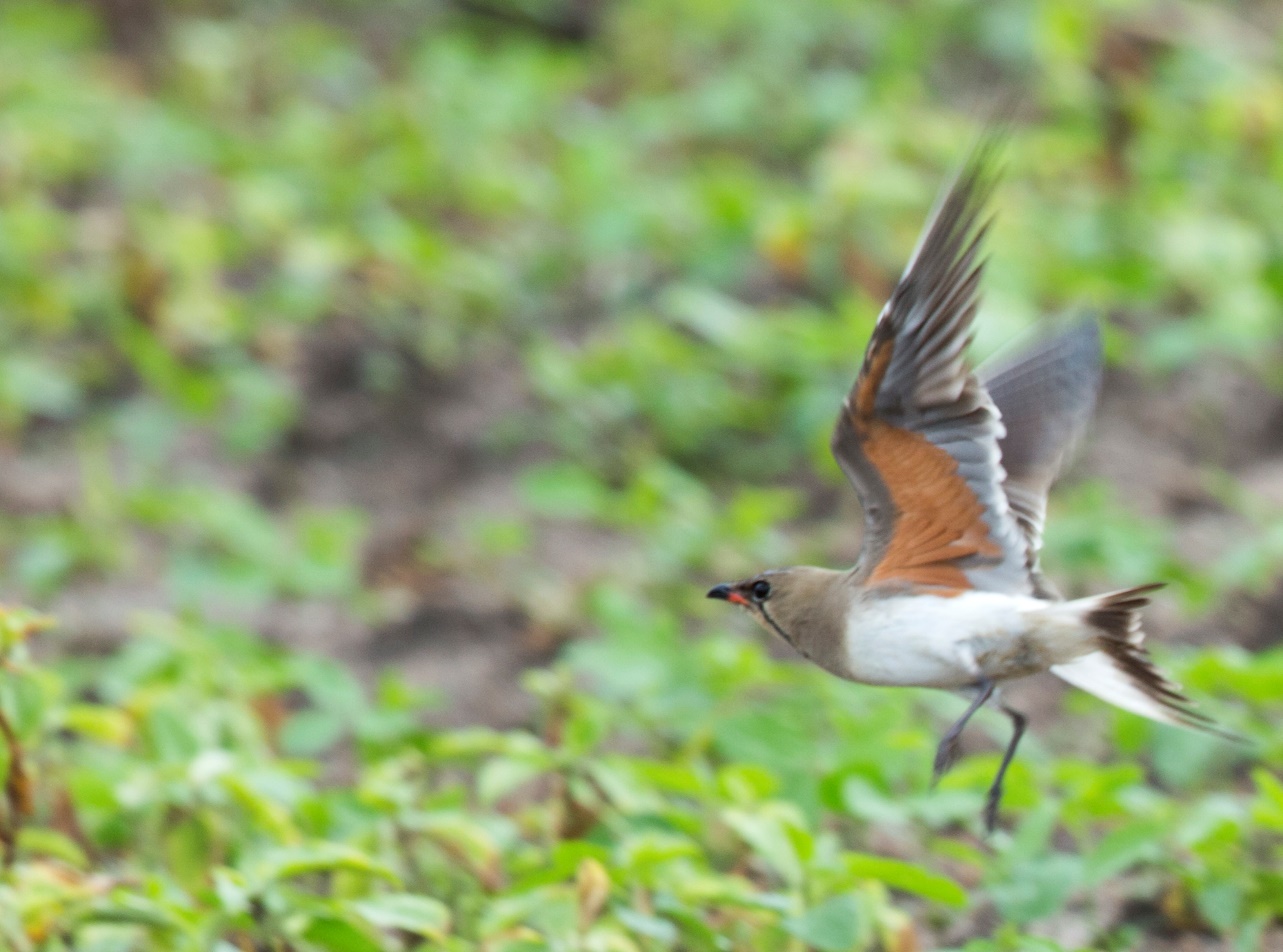 A picture containing grass, outdoor, bird, standing
Description automatically generated