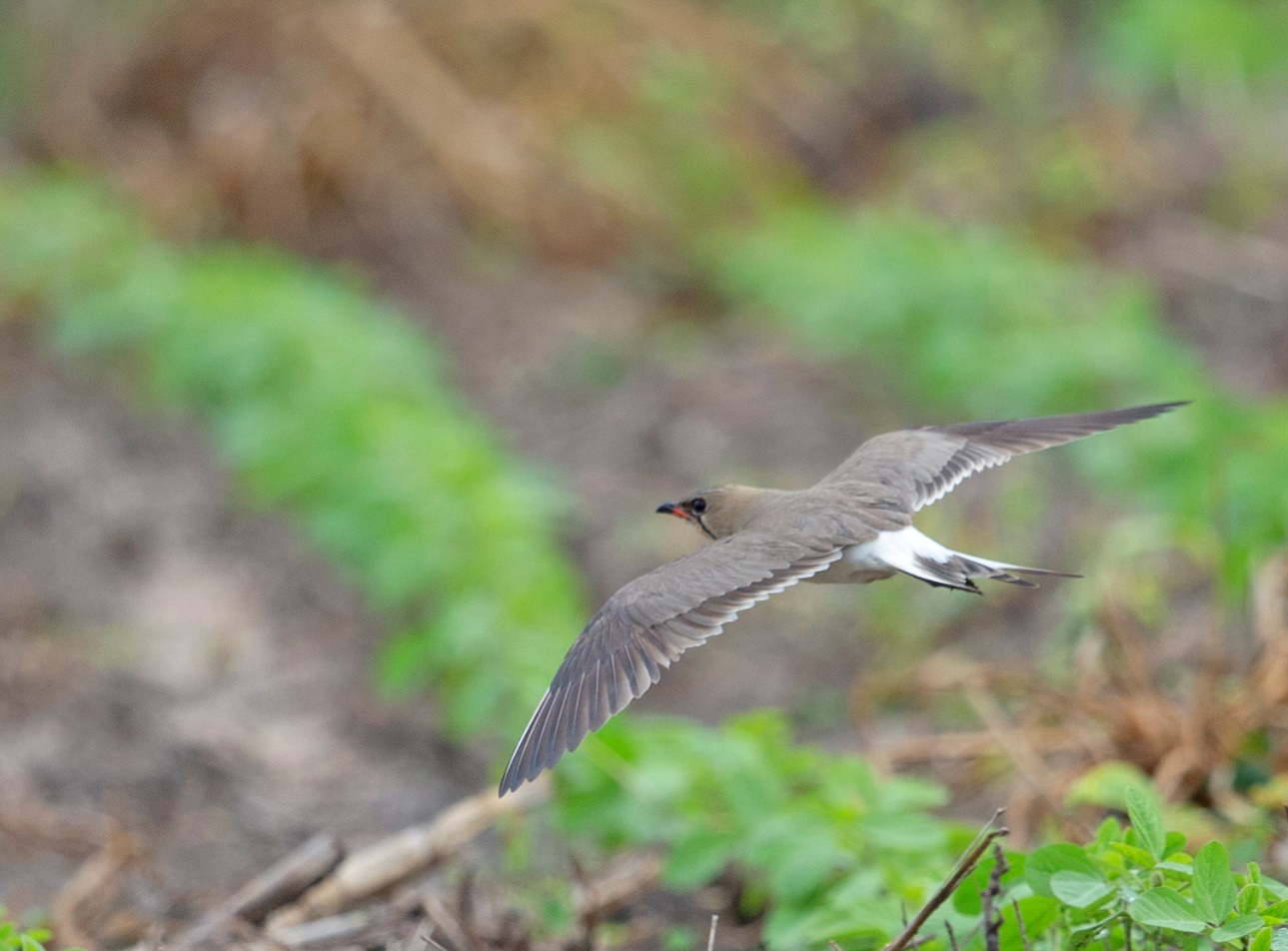 A picture containing bird, grass, outdoor, ground
Description automatically generated
