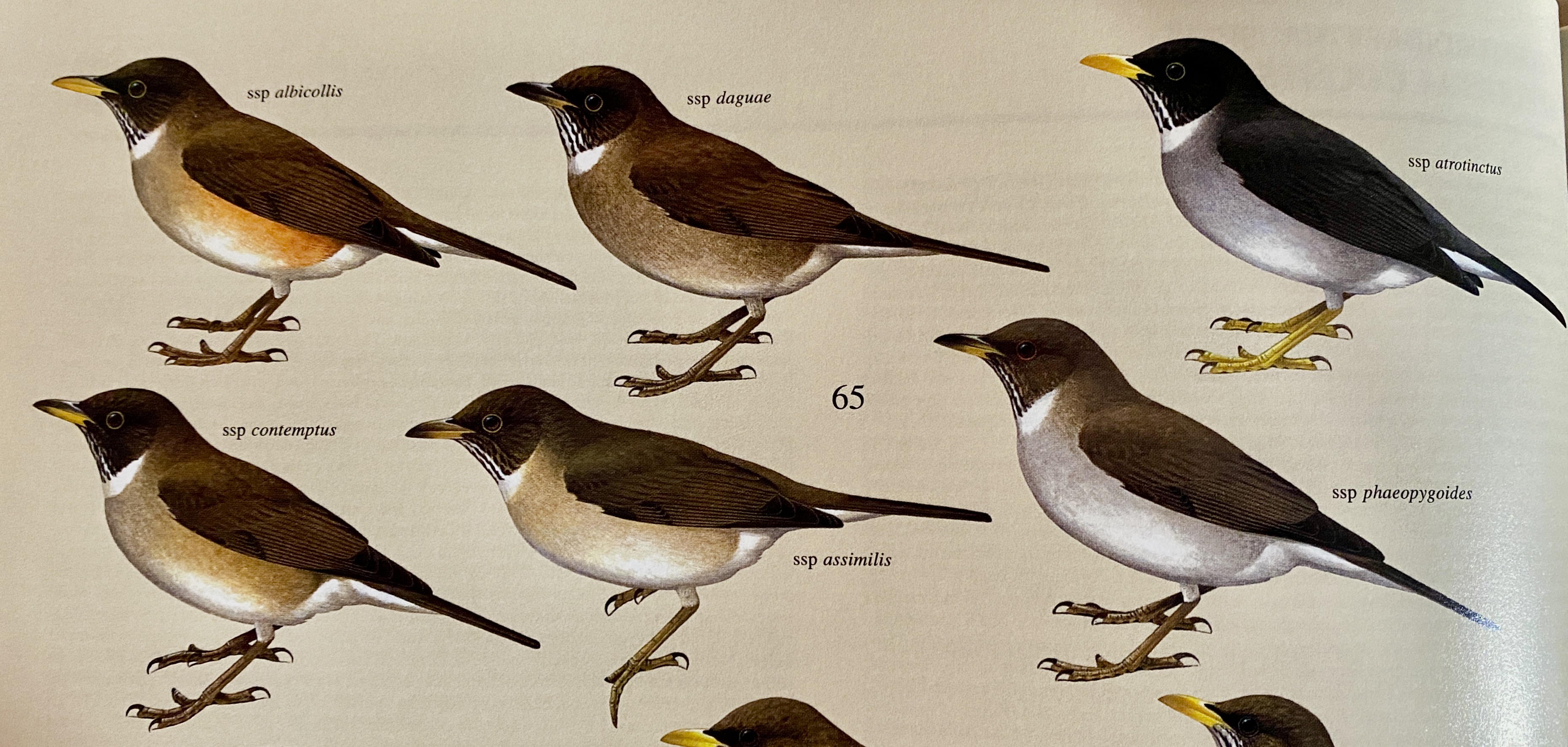 A group of birds
Description automatically generated with medium confidence