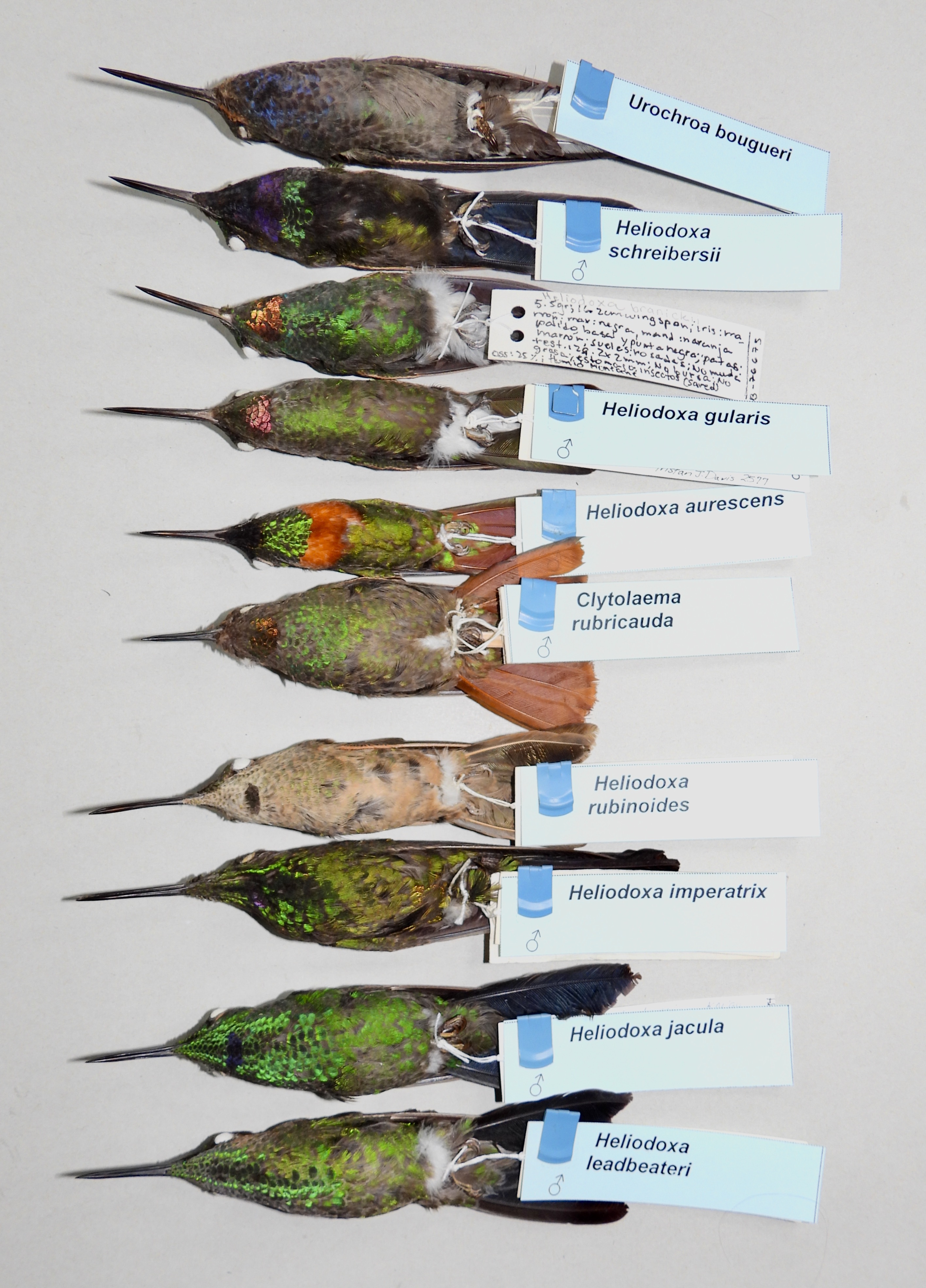 A picture containing text, writing implement, asparagus
Description automatically generated