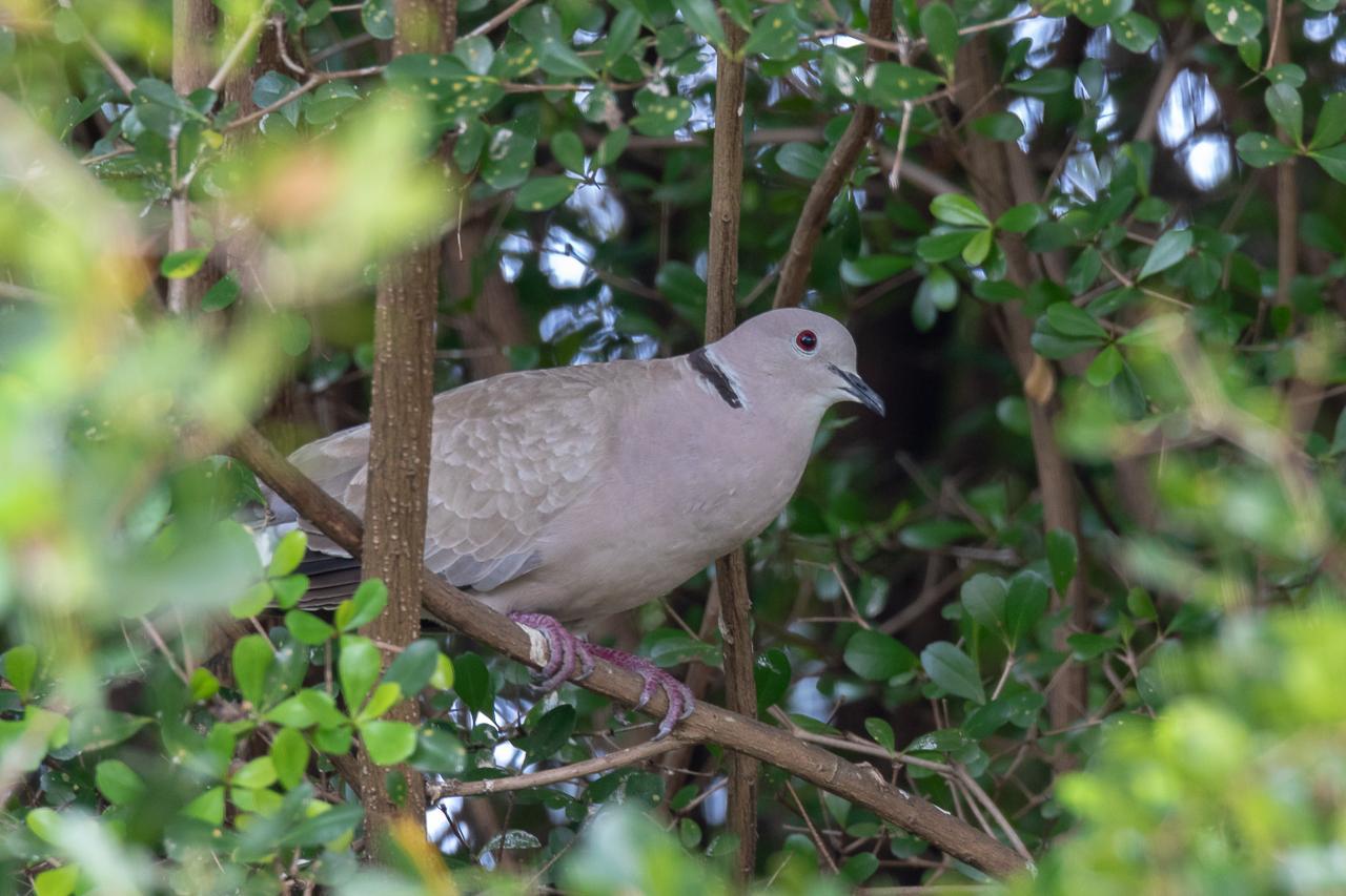 A bird on a branch
Description automatically generated with medium confidence