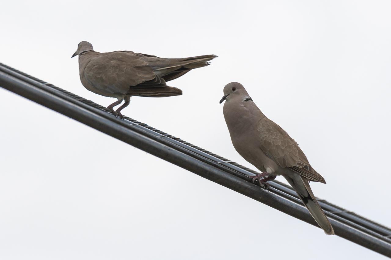 A picture containing bird, sky, sitting, perched
Description automatically generated