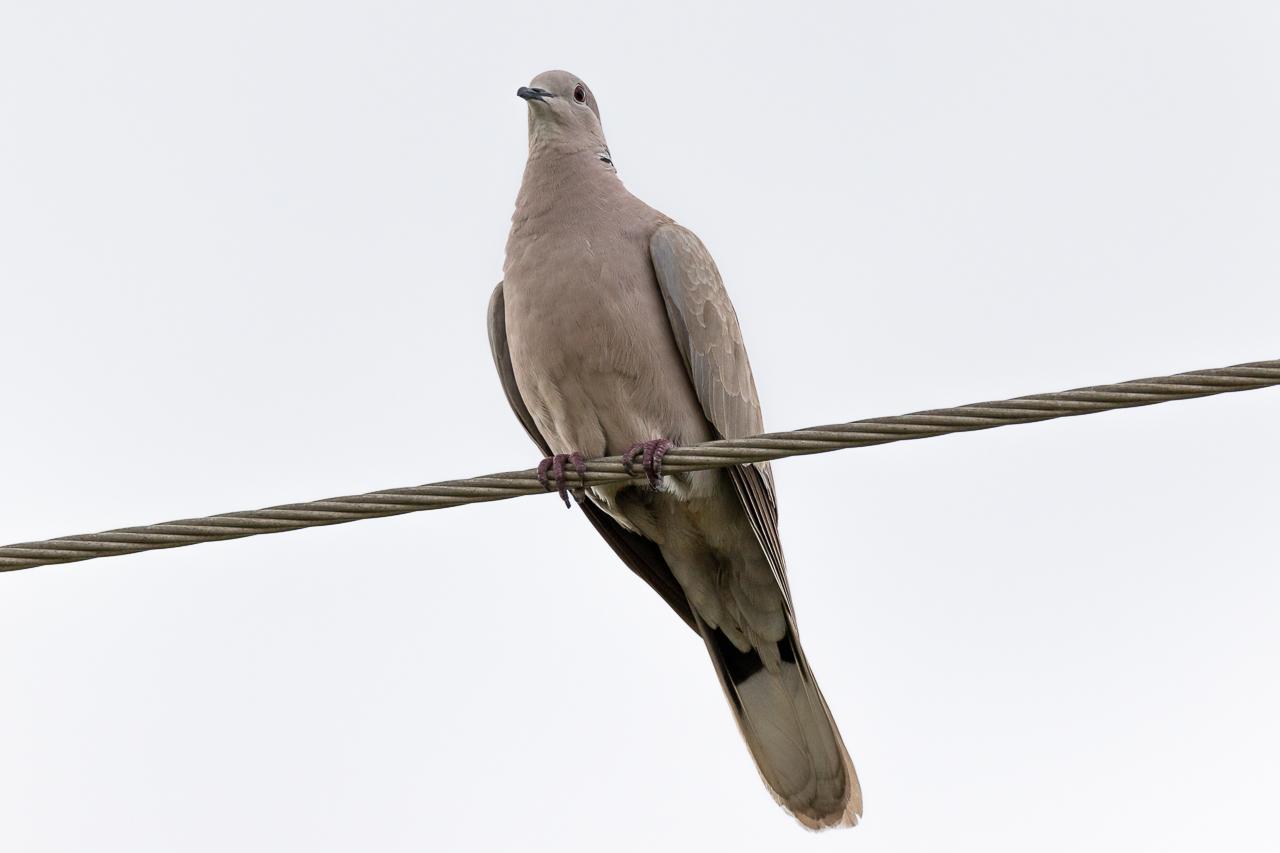A bird sitting on a wire
Description automatically generated with medium confidence