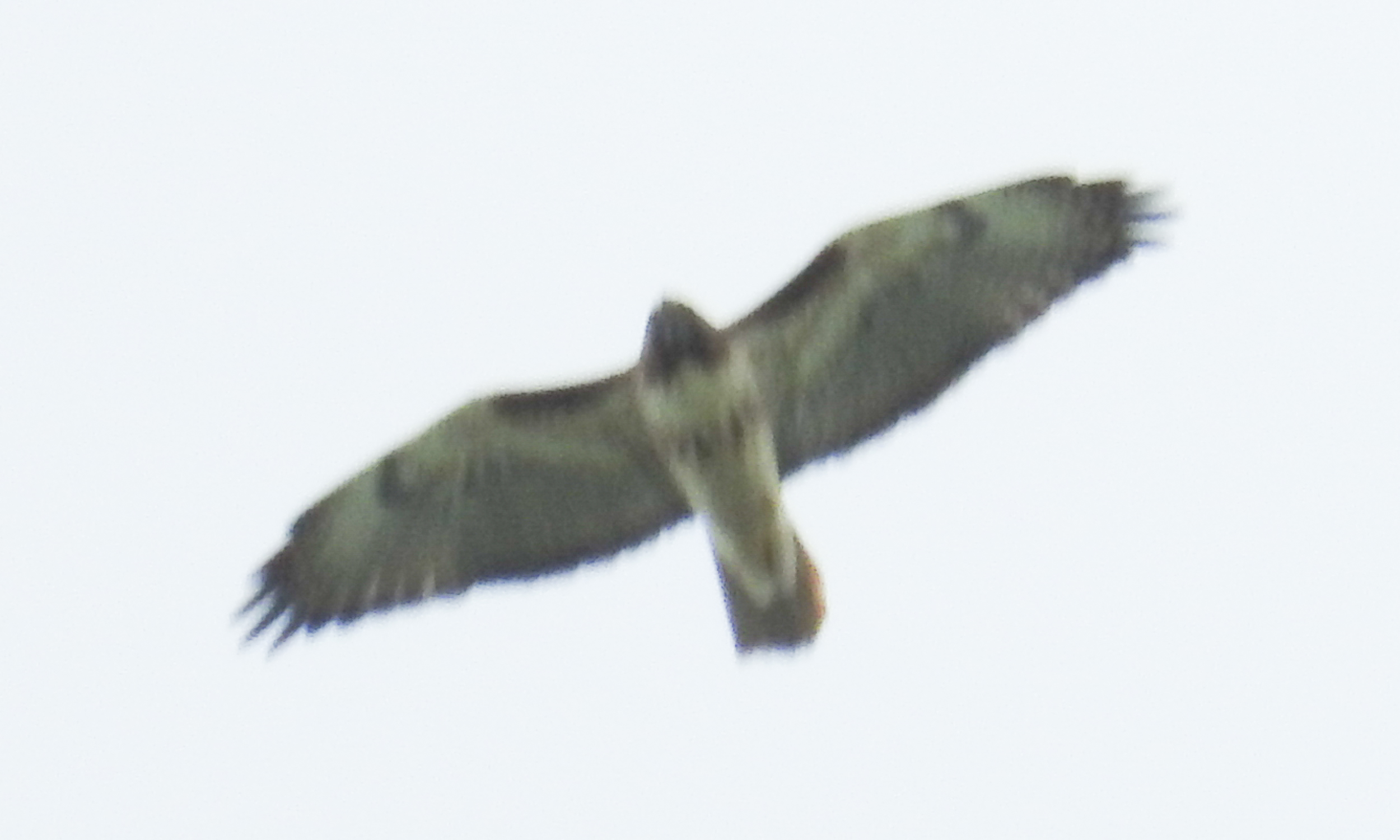 A bat flying in the sky
Description automatically generated with medium confidence