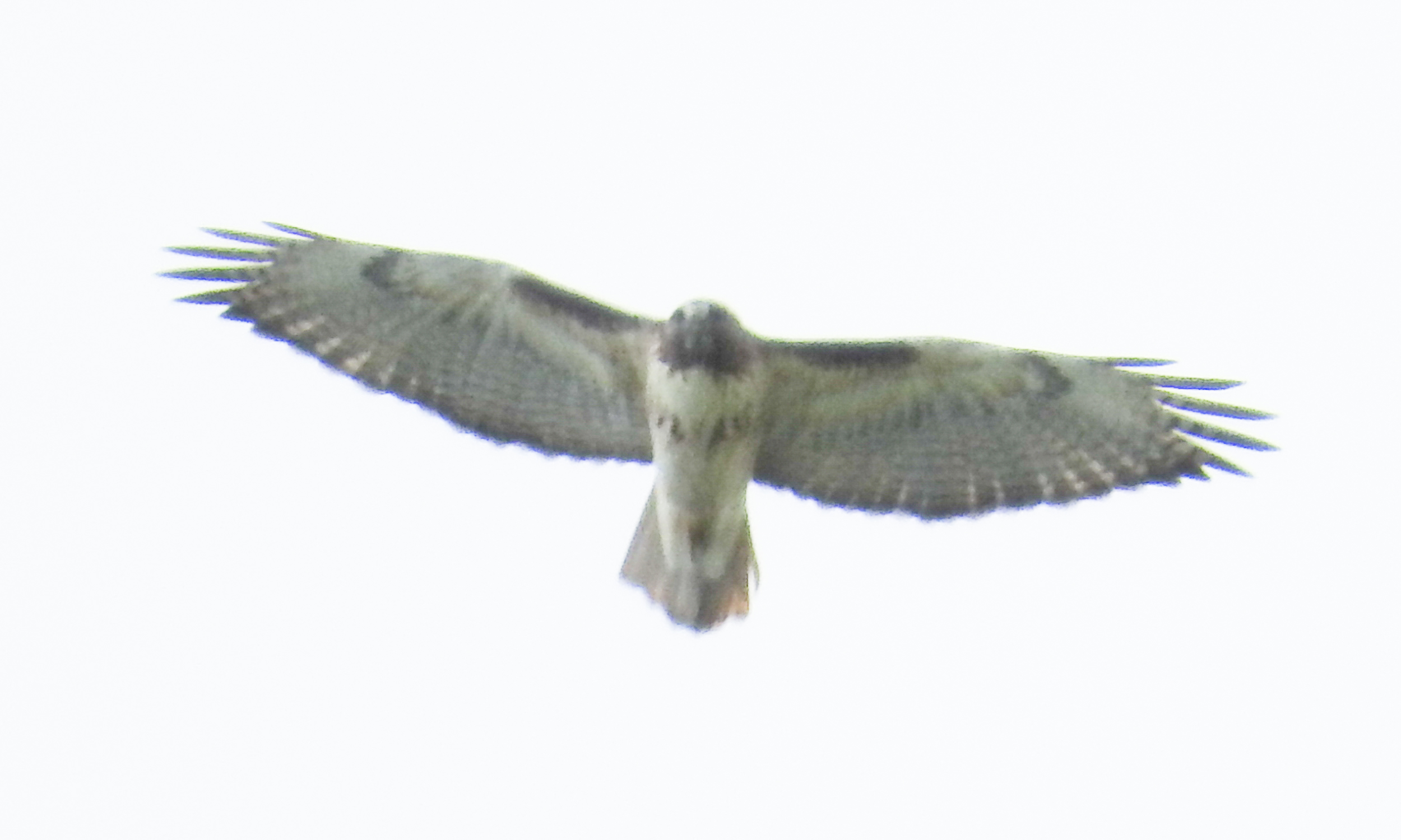 A bird flying in the sky
Description automatically generated