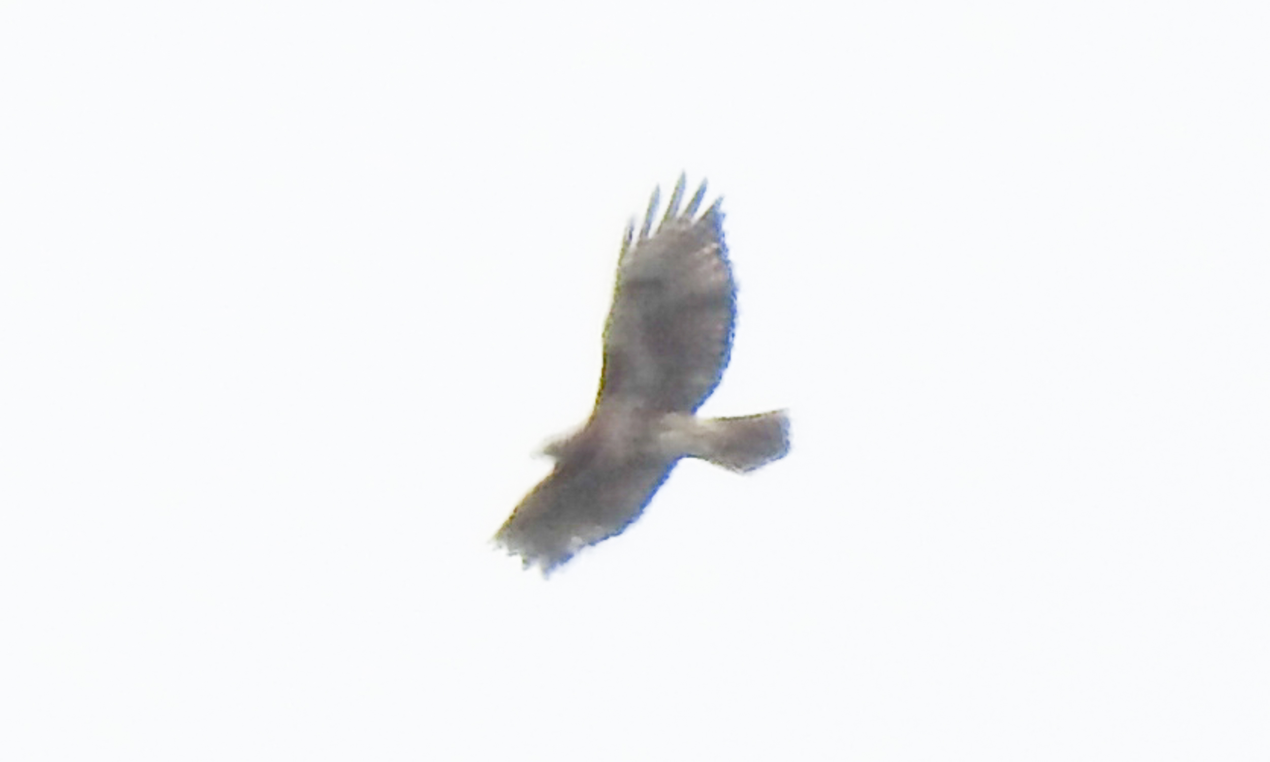 A bird flying in the sky
Description automatically generated