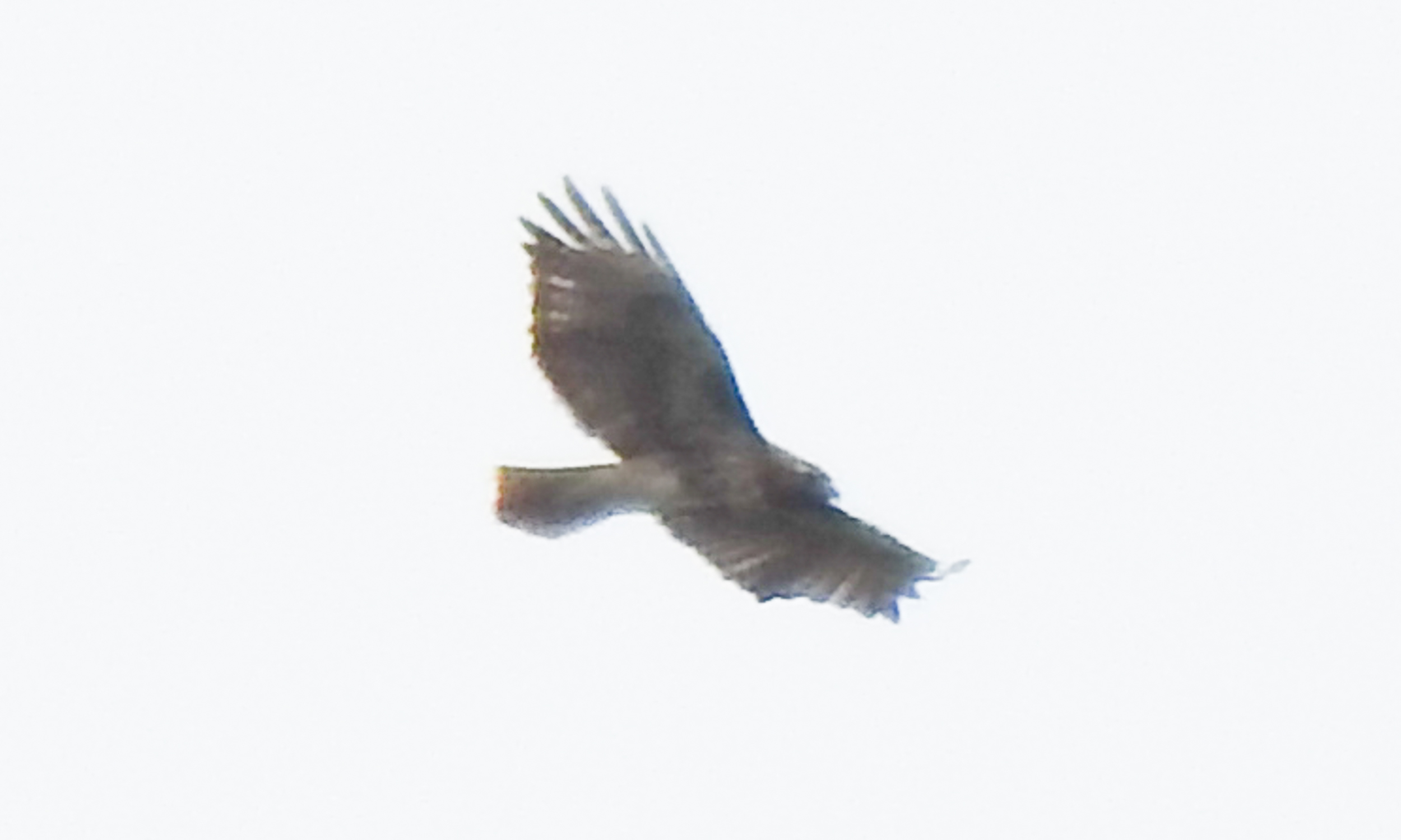 A bird flying in the sky
Description automatically generated