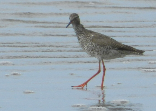 A bird walking on the beach
Description automatically generated with medium confidence