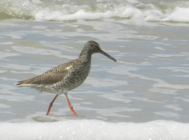 A bird walking on the beach
Description automatically generated with medium confidence