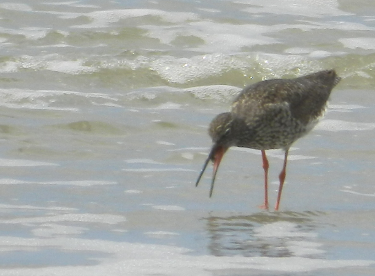 A bird on the beach
Description automatically generated with medium confidence