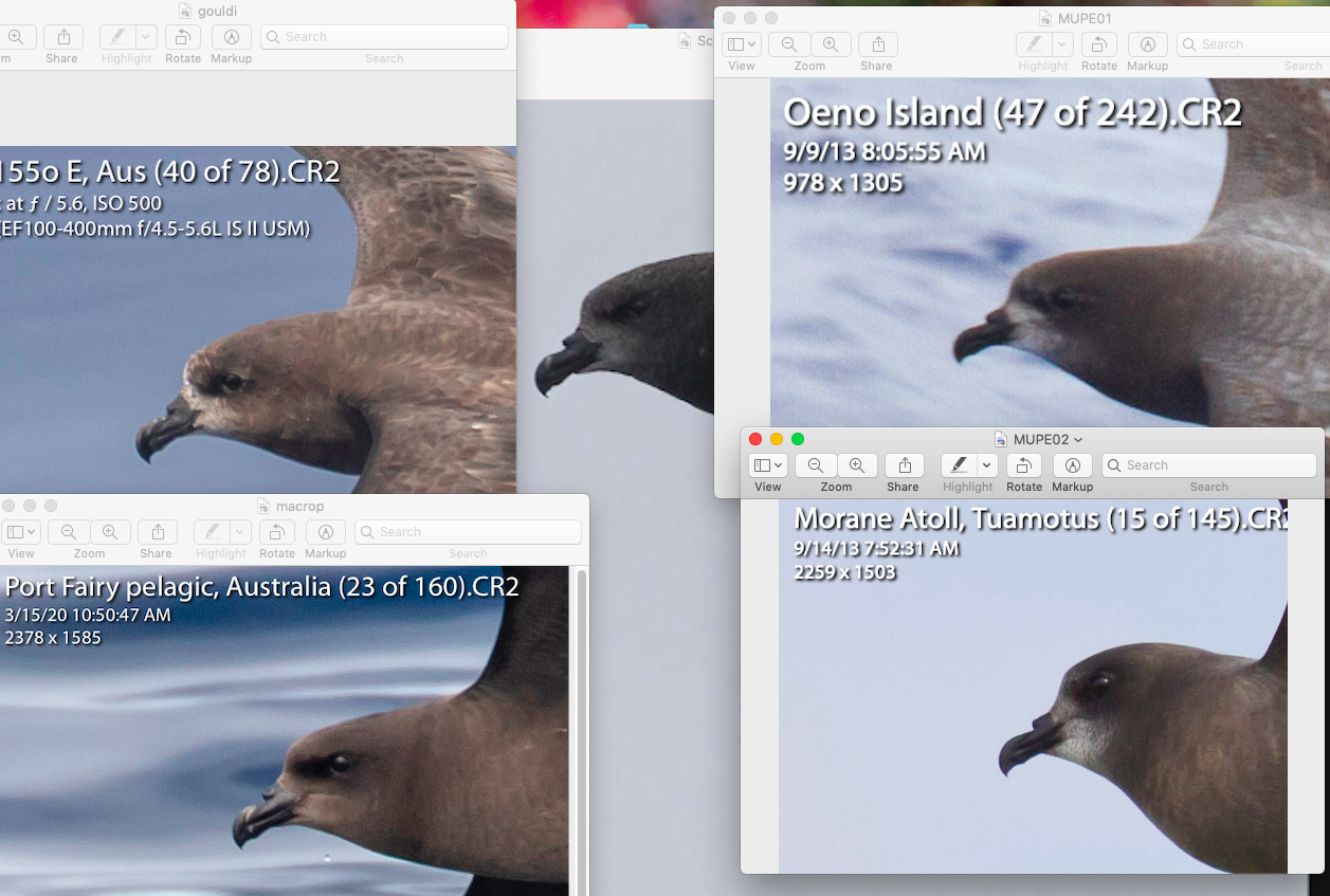 A picture containing text, bird, aquatic bird, jaeger
Description automatically generated