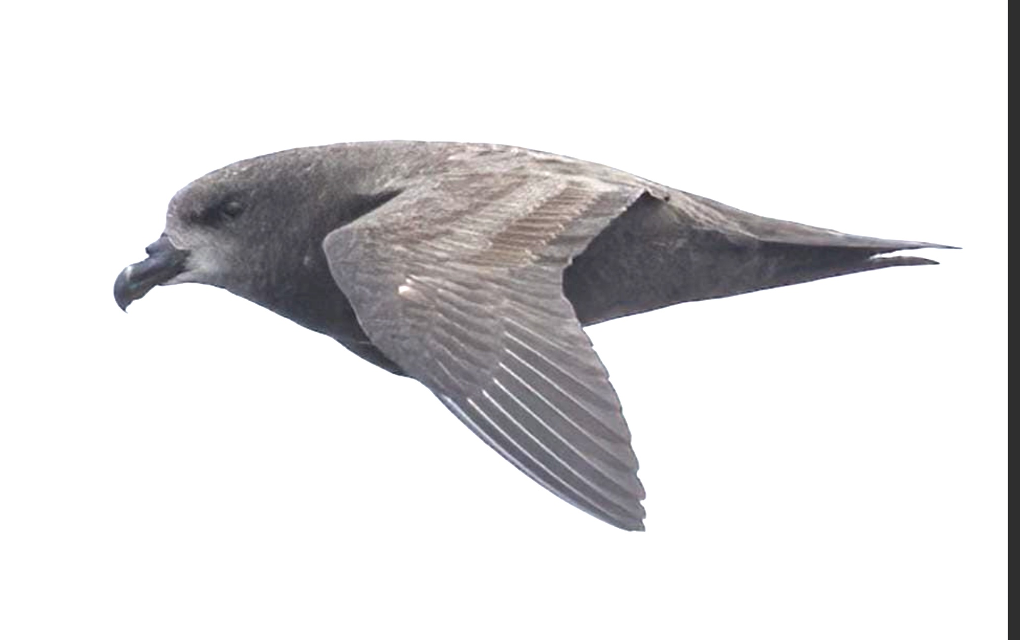 A bird flying in the sky
Description automatically generated