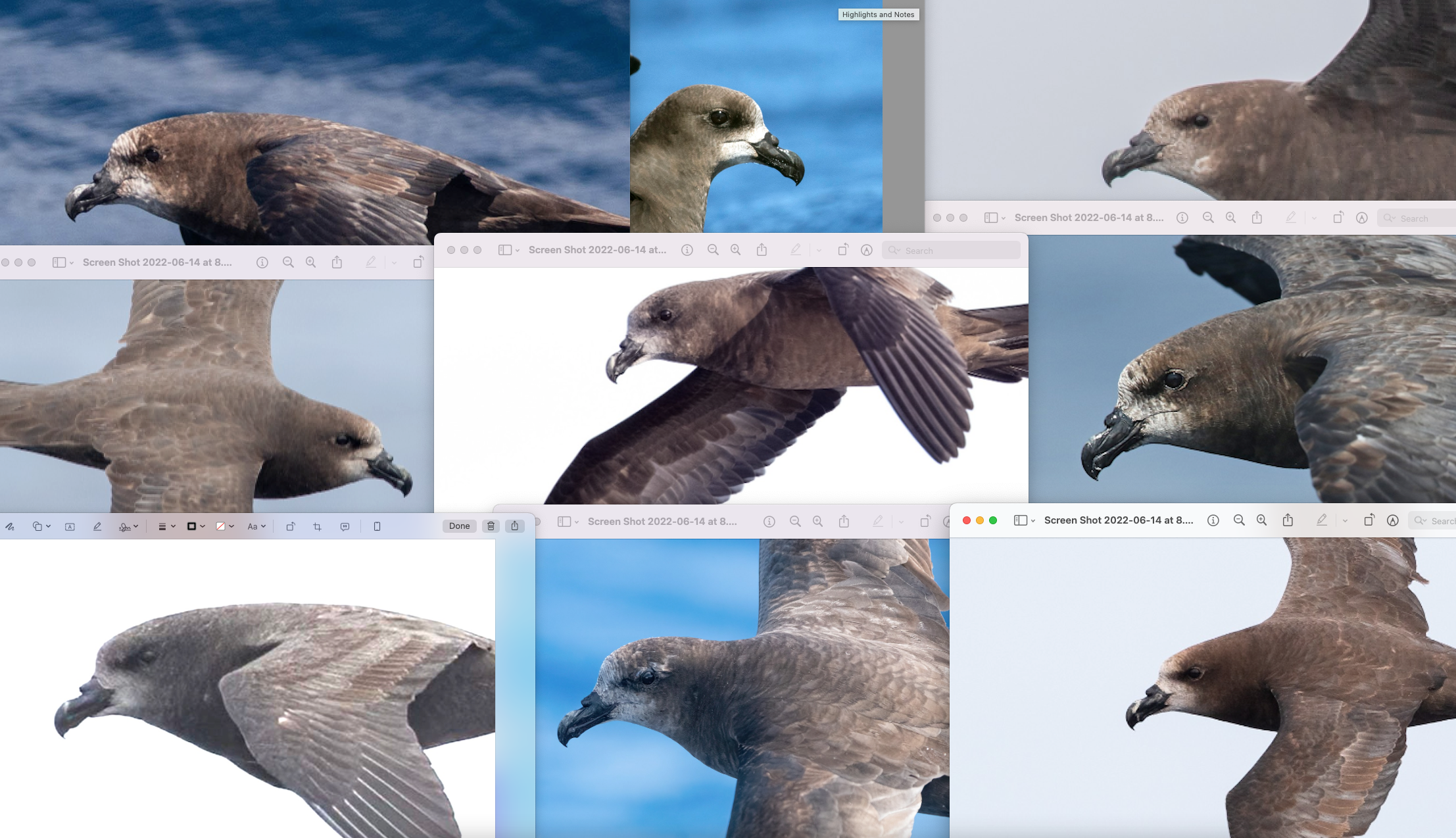 A picture containing bird, aquatic bird, jaeger, different
Description automatically generated