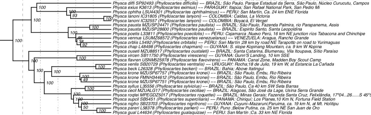 Pajarografo Sólido:Users:javierareta:Downloads:Harvey et al Pogonotriccus+Phylloscartes.png