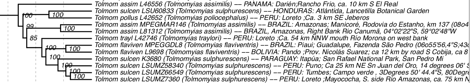 Pajarografo Sólido:Users:javierareta:Downloads:Harvey et al 2020 Tolmomyias.png