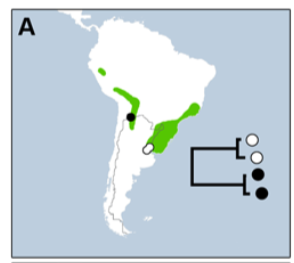 Pajarografo Sólido:Users:javierareta:Desktop:Kerr et al 2009 T. ruficapillus Fig 2.png