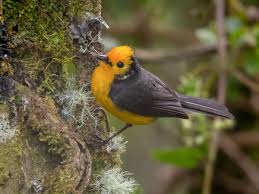 Golden-fronted Whitestart - eBird