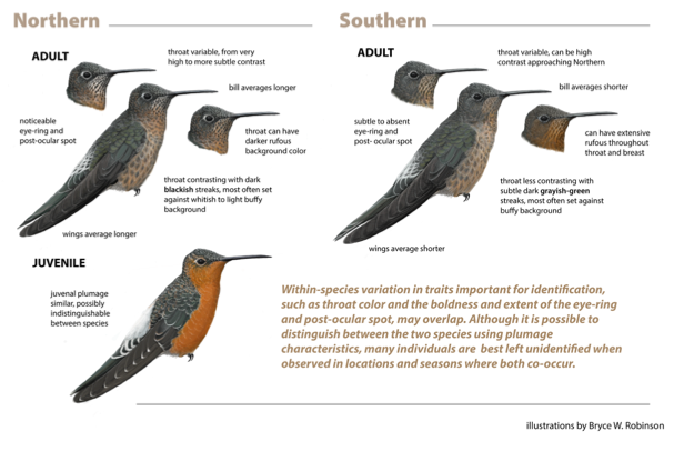 A bird with different colors and text

AI-generated content may be incorrect.