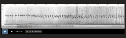 Aphrastura spinicauda, Islas Diego Ramirez, Chile 6-1-2001 Santiago Imberti 3.png